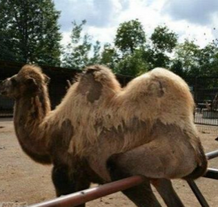 骆驼的心事你别猜