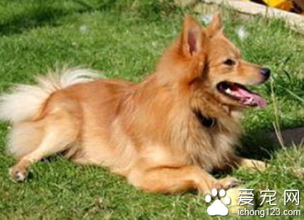 芬兰猎犬吃什么好 适当补充维生素和钙