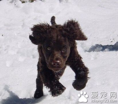 美国水猎犬多少钱一只 大约为1500-8000元