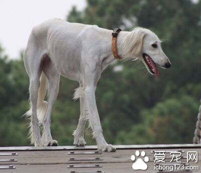 萨路基怎么选 主要是看它们的外观去判断