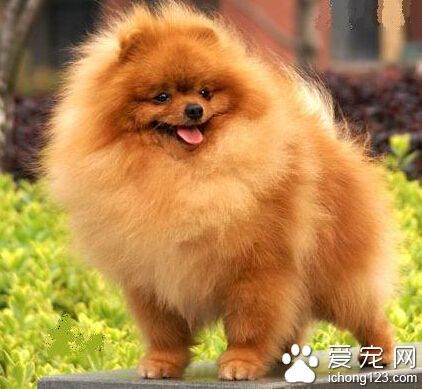 博美犬吃什么 狗零食别给博美犬吃太多