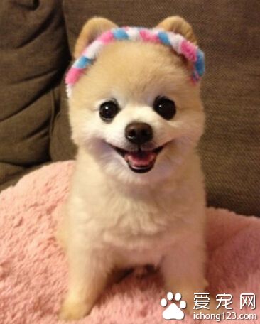 俊介君是什么狗 它们属于哈多利系博美犬