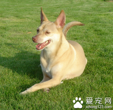  法老王猎犬怎么选 从该犬外形判断