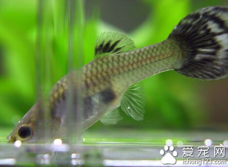 孔雀鱼怎么分公母 雌雄最主要特征是腹鳍