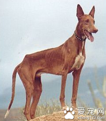 法老王猎犬黏人程度 该犬性格比较独立