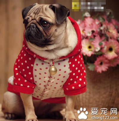 狗驱虫药哪种好 建议咨询医生再驱虫