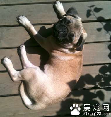 狗狗吃什么毛好 增加一些宠物营养品 