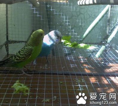 虎皮鹦鹉的繁殖 母鸟不宜连续繁殖多次