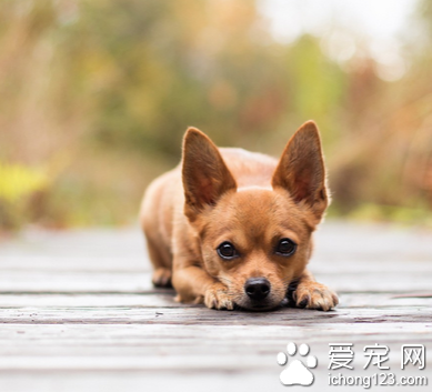 狗狗怕打雷下雨 预防狗怕雷的小技巧