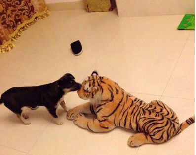 虎哥来亲一个 走开我是兽中之王