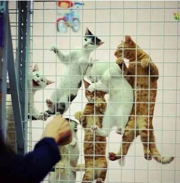 快放我们出去 我们没有做错什么不能冤枉喵星人