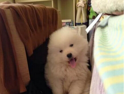 为啥我老是犯困 吃完饭了我先睡会