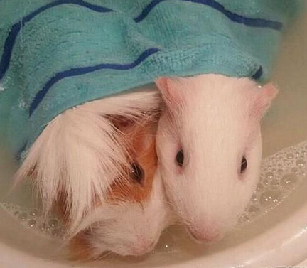 洗鸳鸯浴被发现了 我老公回来了！