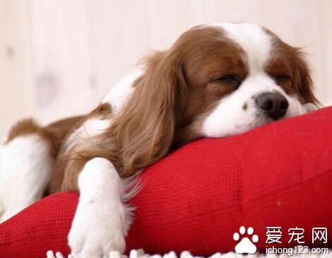 狗狗的训练口令 需要反复多次去训练