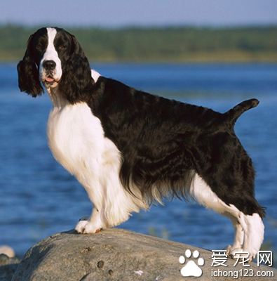 史宾格犬的价格 串种的史宾格价格不贵