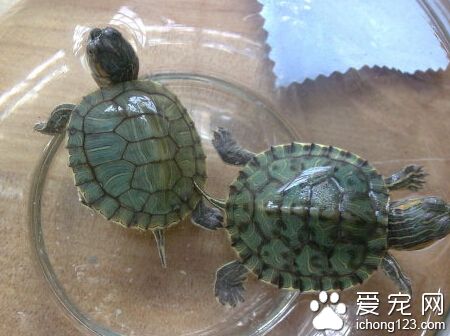 乌龟吃什么食物 喂养的肉类食物最好是生肉