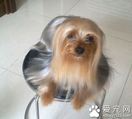 约克夏的饲养 别给你的狗狗吃剩菜剩饭