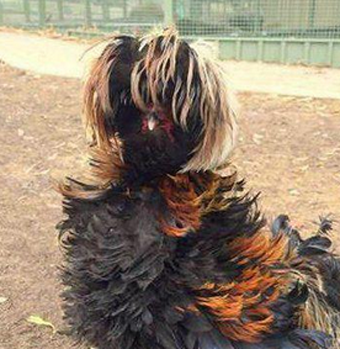 说你是不是去做头发了