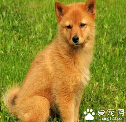 芬兰猎犬怎么训练 利用食欲反射训练