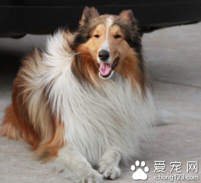 苏格兰牧羊犬咬人吗 定期驱虫和接种疫苗