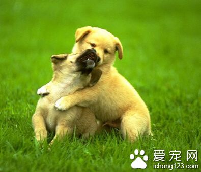 训练小狗狗 要使用统一口令训练狗做动作