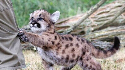 粑粑，带我走吧！