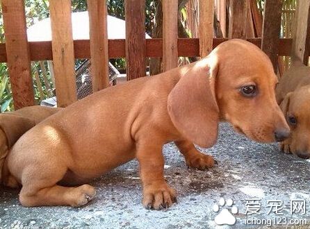 腊肠犬多少钱 影响价格的因素实在太多