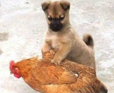 最近严打扫黄 一出门就制伏了一只鸡！