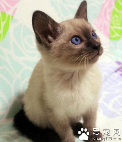 暹罗猫的价格 普通的猫在500至1500元