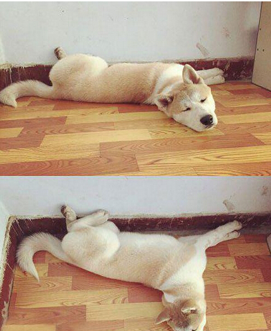 这造型是怎么睡着的 汪星人在搞神马啊