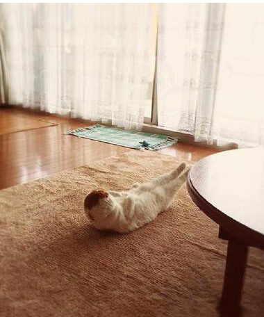 连喵星人都在苦练身材了 看看自己还有什么理由不减肥