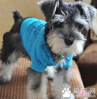 雪纳瑞多少钱一只 决定价格因素很多