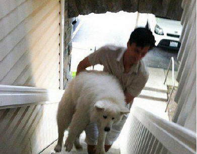 这家伙一遇到楼梯就让抱抱 心疼主人