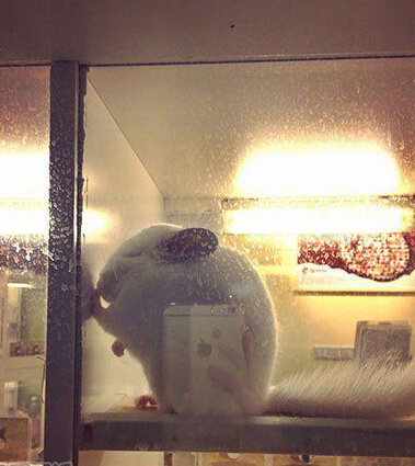 发现一只苦练壁咚的小龙猫 这是为了遇见另一半在练习么