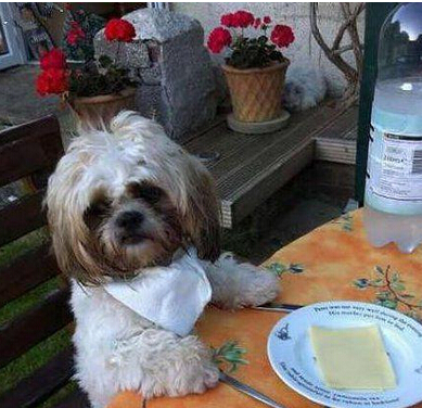 啥时候开饭啊主人 我现在好饿啊