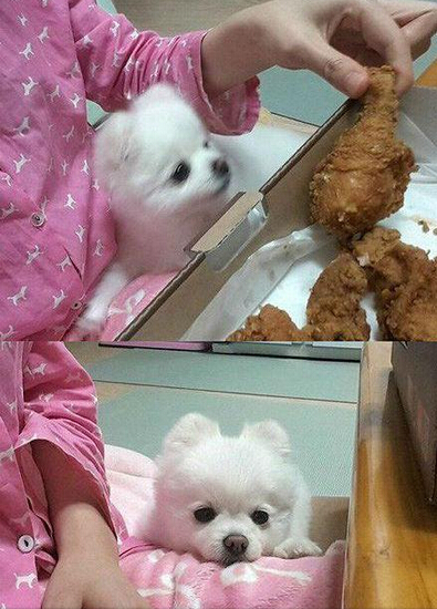 主人当着汪的面把鸡腿吃了