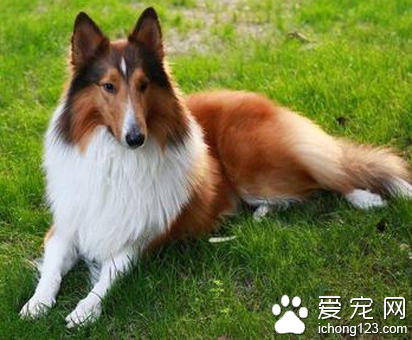 苏格兰牧羊犬听话吗 纠正不好的行为