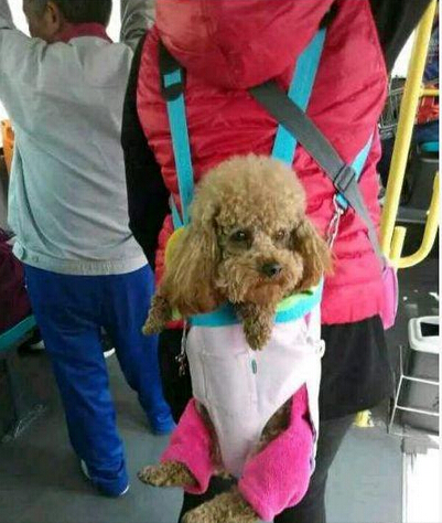 这还有专座啊 做为汪你真是太幸福了