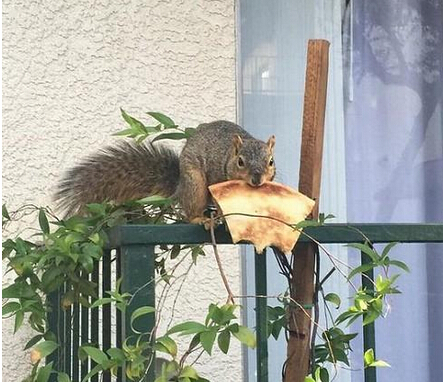 原来是个小吃货啊