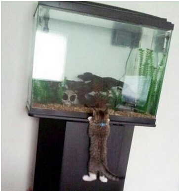 二货主人你让我以后咋在喵界混 以后我都不想理你了二货主人