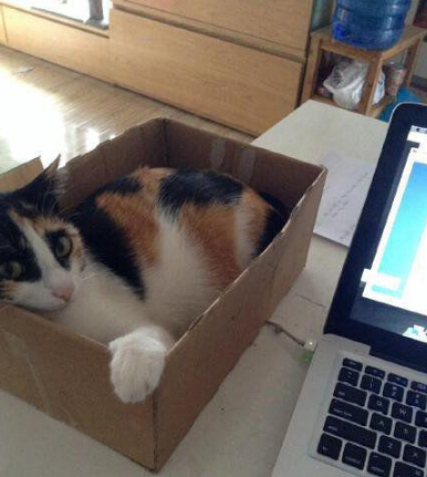 为了安静的打字也是拼了 喵星人看你还怎么闹