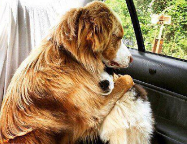 这俩只以为要去宠物医院 其实就是去带它们出去玩