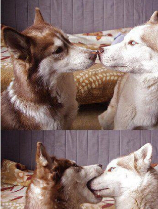 来个热情的法式热吻吧 这是要吃了吧