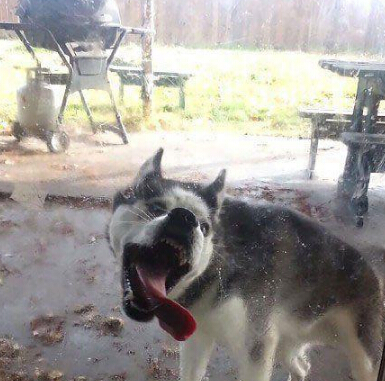 在不给我开门我就翻脸了 二货主人你要干嘛