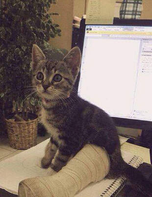 本喵受伤了还不来伺候我 二货主人我饿了