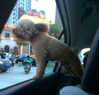 网友说他家汪一看到美女就这样