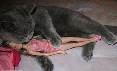 该给喵星人找个伴了 喵星人内心很孤独