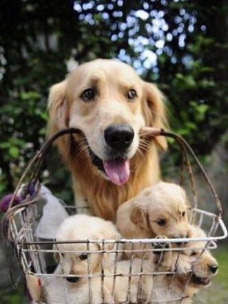 今天太阳好 带出去遛遛 一家去春游了