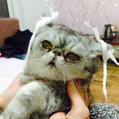 包子版小笼喵 简直是神契合啊