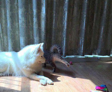 羡慕我这细长的腿么 喵星人你不怕二汪咬你么